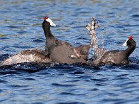 die geveg12 : FRIEDA